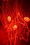 Thumbs/tn_Halloween Babyfaaten 013.jpg